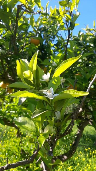 im Obstgarten weiter unten